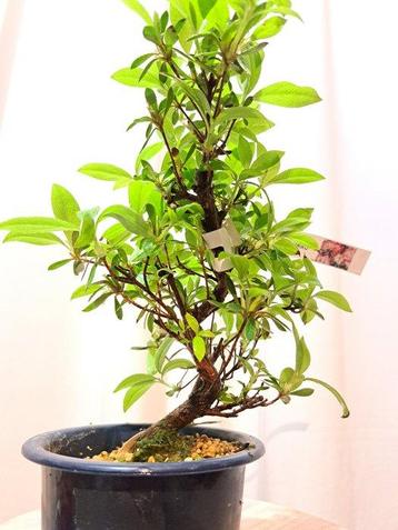 Bonsaï Azalée (Rhododendron) - Hauteur (arbre) : 22 cm -