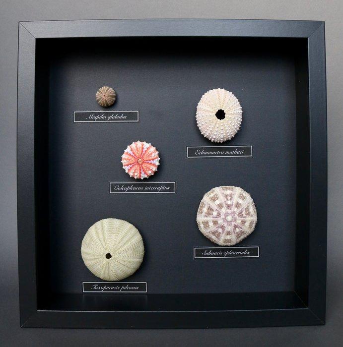 Zee-egel Taxidermie volledige montage - Toxopneuste,, Antiek en Kunst, Curiosa en Brocante