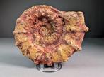 Krijt ammoniet - Gefossiliseerde schelp - Aspidoceras sp. -, Verzamelen