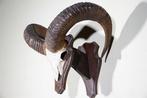 Mouflon Schedel - Ovis a musimon - 34 cm - 45 cm - 48 cm-, Nieuw