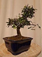 Chinese iep bonsai (Ulmus parviflora) - Hoogte (boom): 19 cm, Antiek en Kunst