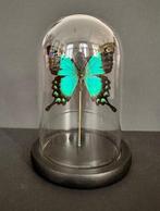 Papillon Support de corps entier pour taxidermie -, Collections, Collections Animaux