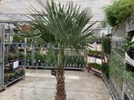 Sierboom - Trachycarpus (x2), Tuin en Terras, Planten | Bomen