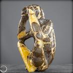 Zeldzamere septariën denker- 2537.79 g, Verzamelen