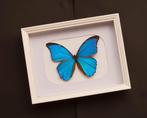 Vlinder Taxidermie volledige montage - Morpho didius met