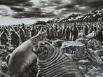 Sebastião Salgado - Genesis - 2 prints
