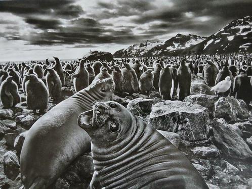 Sebastião Salgado - Genesis - 2 prints, Antiek en Kunst, Kunst | Schilderijen | Modern