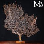 Natuurlijk Zwart Gorgonia - Een Moderne Wunderkammer -, Verzamelen, Dierenverzamelingen, Nieuw