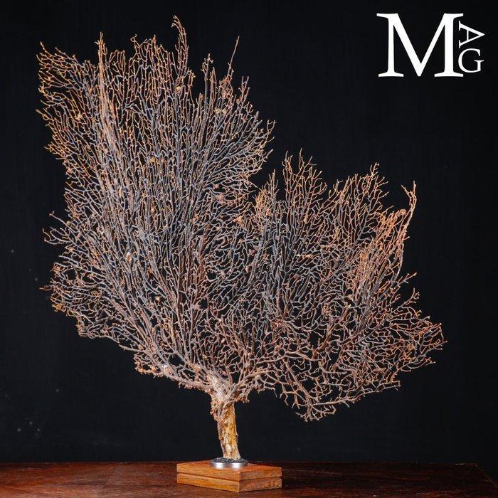 Natuurlijk Zwart Gorgonia - Een Moderne Wunderkammer -, Verzamelen, Dierenverzamelingen