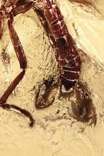 Hoogwaardige BALTISCHE AMBER fossiel - scherpe