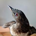 Merel met borststuk Taxidermie volledige montage - Turdus, Nieuw
