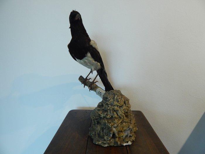 Ekster Taxidermie volledige montage - pica pica - 21 cm - 8, Collections, Collections Animaux
