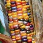 Zea Glass Gem siermaiszaden 250 zaden grote kolven, Hobby en Vrije tijd, Nieuw