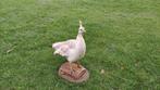 Paon Support de corps entier pour taxidermie - Pavo