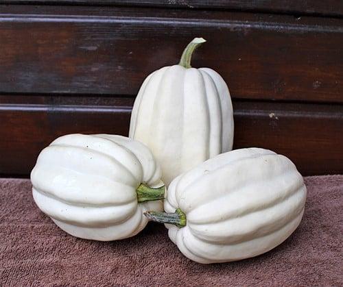 Mashed Potato F1 Acorn kleinverpakking, Hobby en Vrije tijd, Knutselen, Nieuw