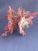 Bloedkoraal Koraal - Corallium rubrum (Zonder Minimumprijs)