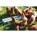 Mangeoire poule à grille 75cm 10cm tôle zinguée, Dieren en Toebehoren, Nieuw