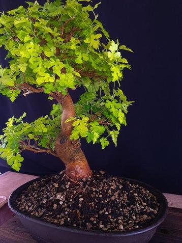 Mûrier - Pas de prix de réserve - Hauteur (arbre) : 50 cm -