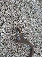 Hert - Fossiel bot - Europeo - 80 cm - 40 cm, Collections, Collections Animaux