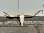 Veiling - Echte Texas Longhorn van 154 cm, Nieuw