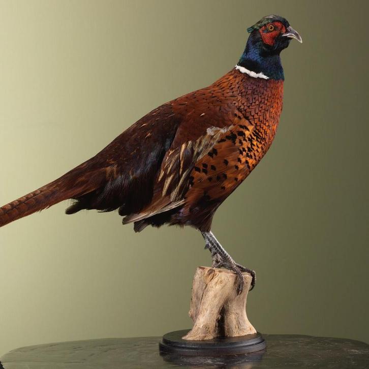 Fazant Taxidermie Opgezette Dieren By Max, Verzamelen, Dierenverzamelingen, Opgezet dier, Nieuw, Vogel, Ophalen of Verzenden