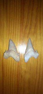 Haai - Fossiele tanden - Otodus obliquus - 7 cm (Zonder, Verzamelen