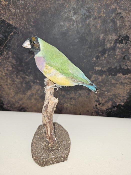 Prachtige Gould amadine Taxidermie volledige montage -, Collections, Collections Animaux