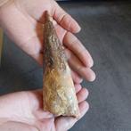 Dinosaurus - Fossiele tand - Spinosaurus aegyptiacus - 160