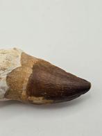 Mosasaurus - Gefossiliseerd dier - 11 cm (Zonder