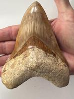 Enorme Megalodon tand 13,2 cm - Fossiele tand - Carcharocles