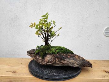 Prune sucrée chinoise - Hauteur (arbre) : 30 cm - Profondeur beschikbaar voor biedingen