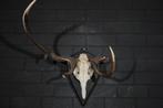 abnormal Red Stag Trophy Schedel - Cervus elaphus - 50 cm -, Nieuw