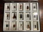 Insecten Pantser - Trypoxylus dichotomus etc.. - 0 cm - 0 cm, Verzamelen, Nieuw