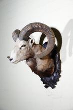 Large Mouflon head-mount Taxidermie wandmontage - Ovis a., Nieuw