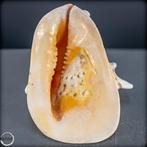 Grote Cassis cornuta – indrukwekkende schildzeeslak met een