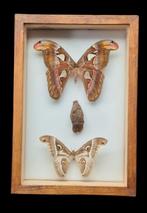 Wolrd Butterfly Collection - new ex BERGER  collection, Nieuw