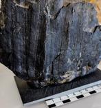 Fossiel hout - Gefossiliseerd hout - Sigillaria