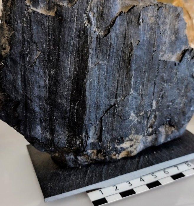 Fossiel hout - Gefossiliseerd hout - Sigillaria, Verzamelen, Mineralen en Fossielen