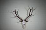 Large Red Stag - skull on shield - Taxidermie wandmontage -, Nieuw