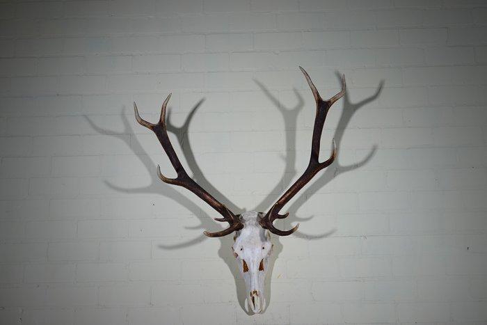 Large Red Stag - skull on shield - Taxidermie wandmontage -, Verzamelen, Dierenverzamelingen