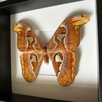 Vlinder Taxidermie volledige montage - Attacus Atlas Femelle, Nieuw