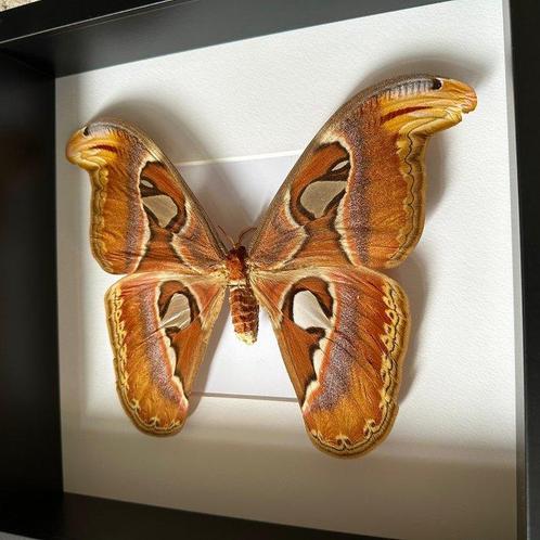 Vlinder Taxidermie volledige montage - Attacus Atlas Femelle, Verzamelen, Dierenverzamelingen
