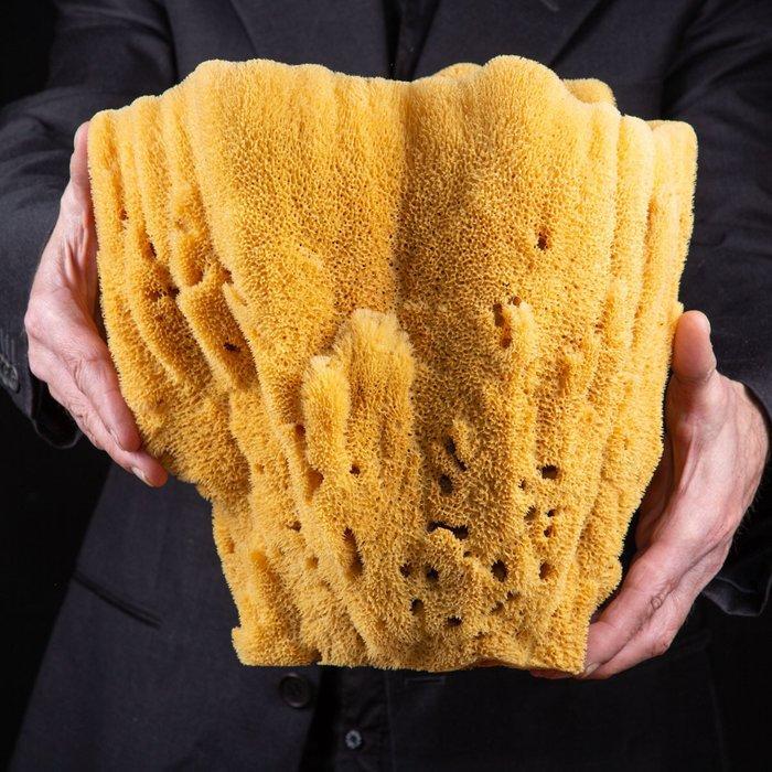 Extreem zeldzaam - Extra grote - Natuurlijke badstof spons, Antiek en Kunst, Curiosa en Brocante