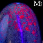 Heilig Shiva Lingam in robijn in Kyanite-matrix - Hoogte: