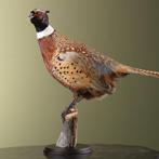 Fazant Taxidermie Opgezette Dieren By Max, Ophalen of Verzenden, Nieuw, Vogel, Opgezet dier