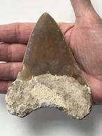 Megalodon tand 11,3 cm - Fossiele tand - Carcharocles
