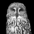 Marco Simoni - Owls - 130 cm & 152 cm