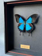 Papillon Support de corps entier pour taxidermie - Papilio