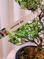 Azalea bonsai (Rhododendron) - Hoogte (boom): 21 cm - Diepte
