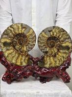 Ammoniet - Gefossiliseerd dier - Pair of Ammonite